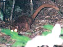 Afbeelding: Een nieuw zoogdier ontdekt in Borneo.