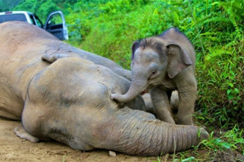 Afbeelding: Een babyolifant van drie weken oud waakt bij het lichaam van zijn moeder.