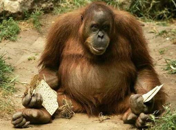 Afbeelding: Orang oetan-wijfje Jackie moet dringend op dieet.
