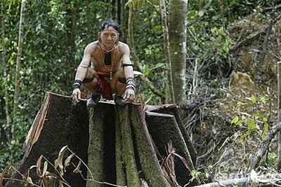 Afbeelding: Inheemse volken staan machteloos tegen illegale kaalkap van het regenwoud.