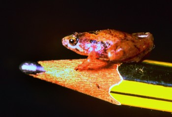 Afbeelding: De kleinste kikkersoort ooit gevonden in Borneo.